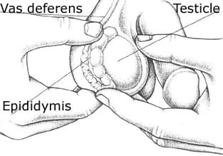 How to perform a testicular self-exam.